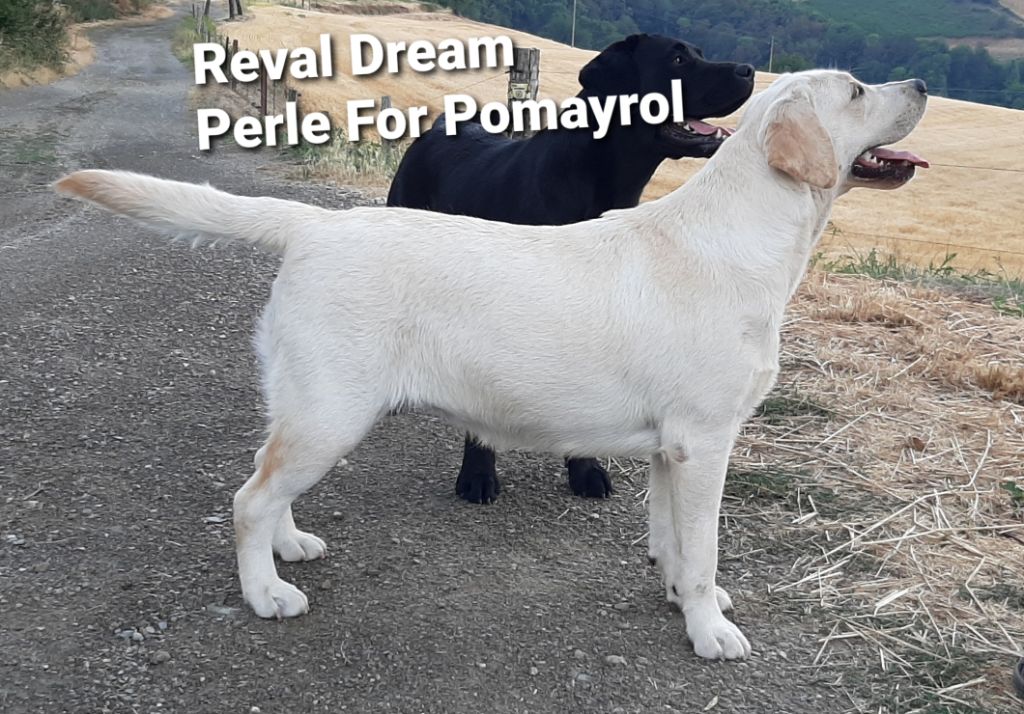 reval dream Perle for pomayrol