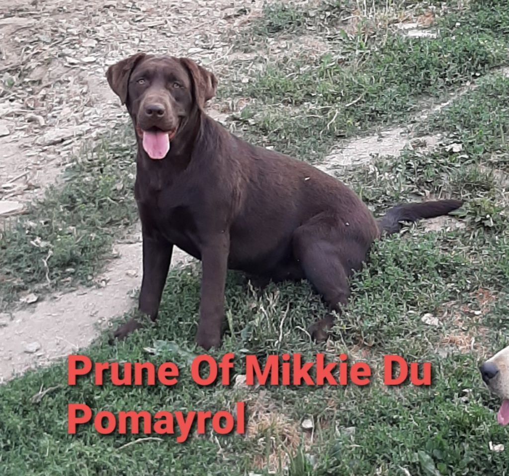 Prune by mikkie Du Pomayrol
