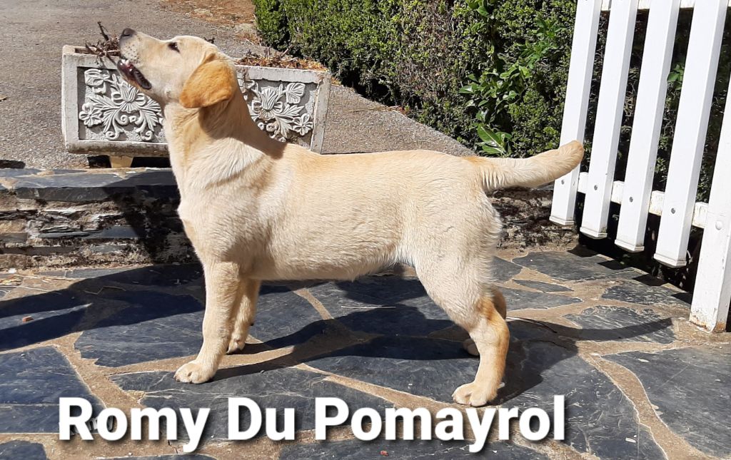 Romy Du Pomayrol