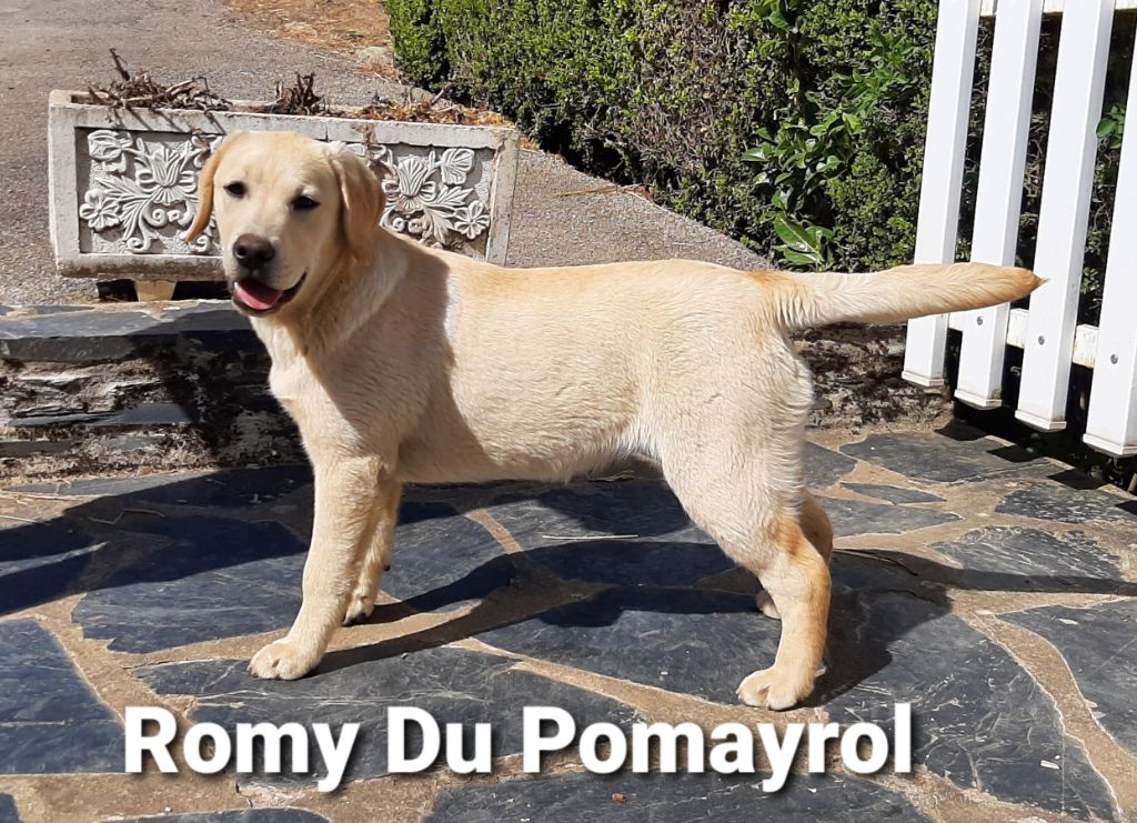 Romy Du Pomayrol