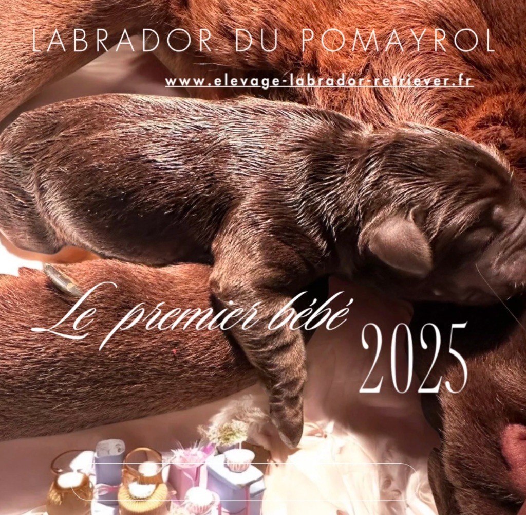 Du Pomayrol - Chiot disponible  - Labrador Retriever