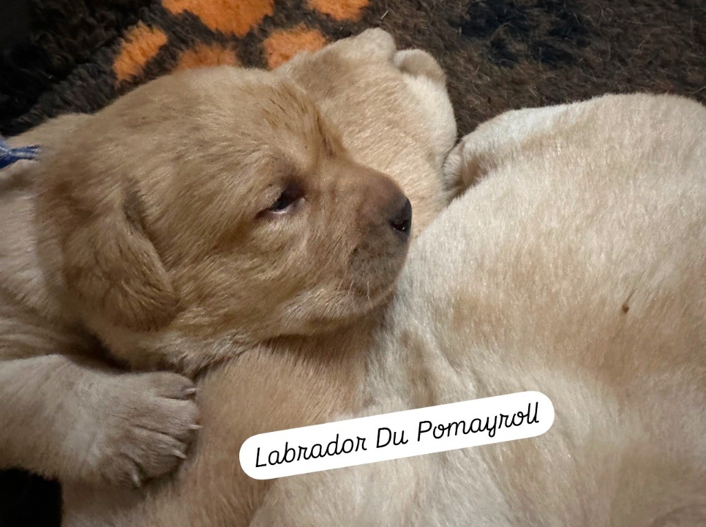 Du Pomayrol - Chiot disponible  - Labrador Retriever