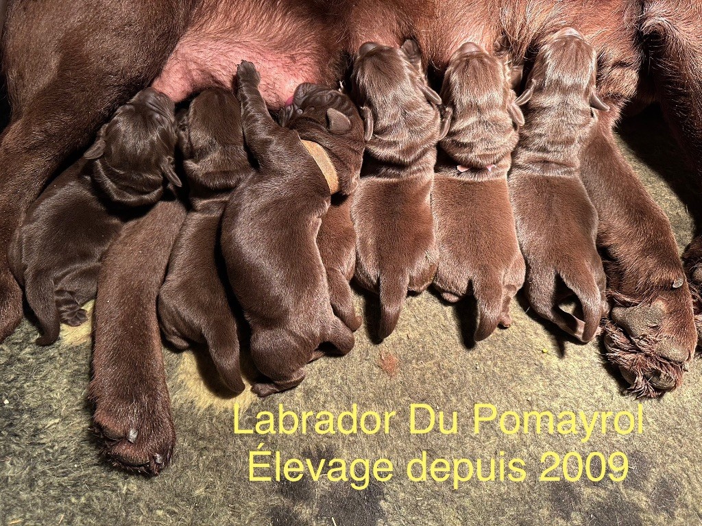 chiot Labrador Retriever Du Pomayrol