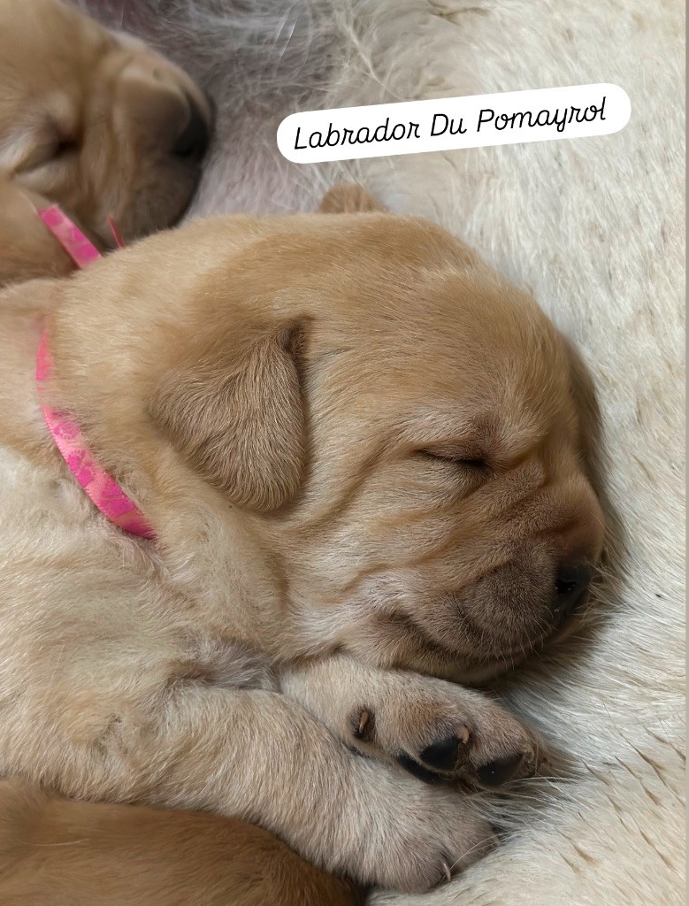 Du Pomayrol - Chiot disponible  - Labrador Retriever