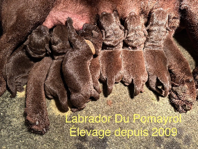 Du Pomayrol - Labrador Retriever - Portée née le 04/01/2025