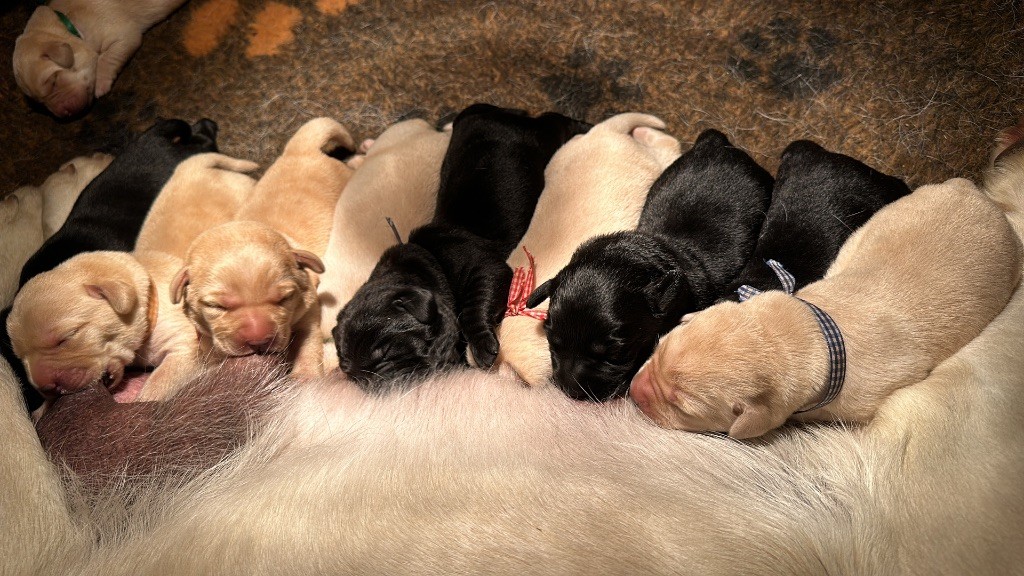 chiot Labrador Retriever Du Pomayrol