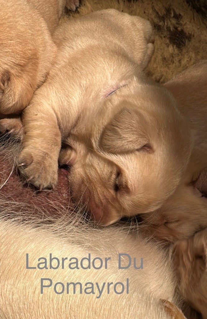 Du Pomayrol - Chiot disponible  - Labrador Retriever