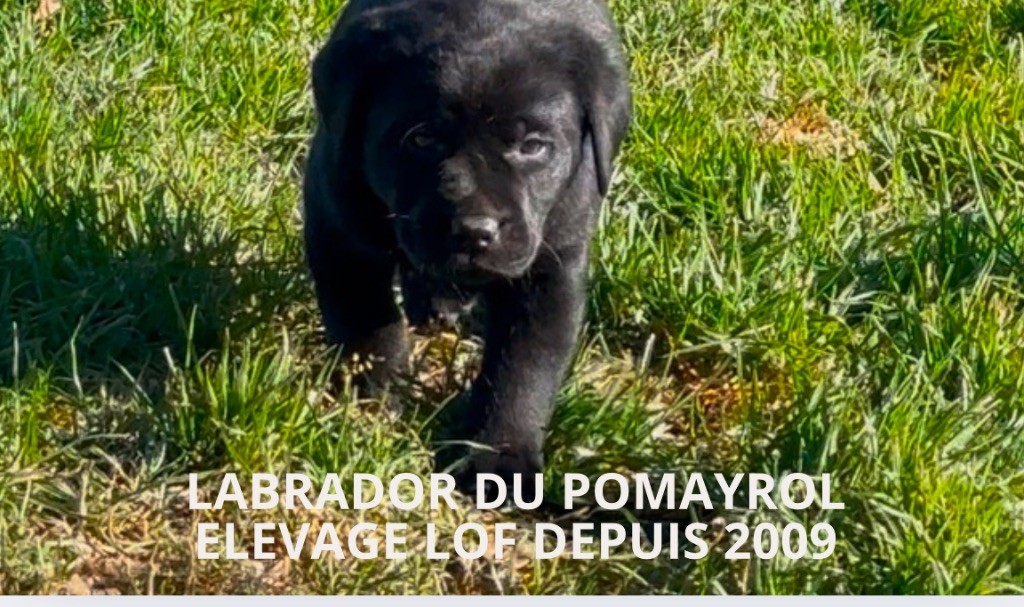 Du Pomayrol - Chiot disponible  - Labrador Retriever