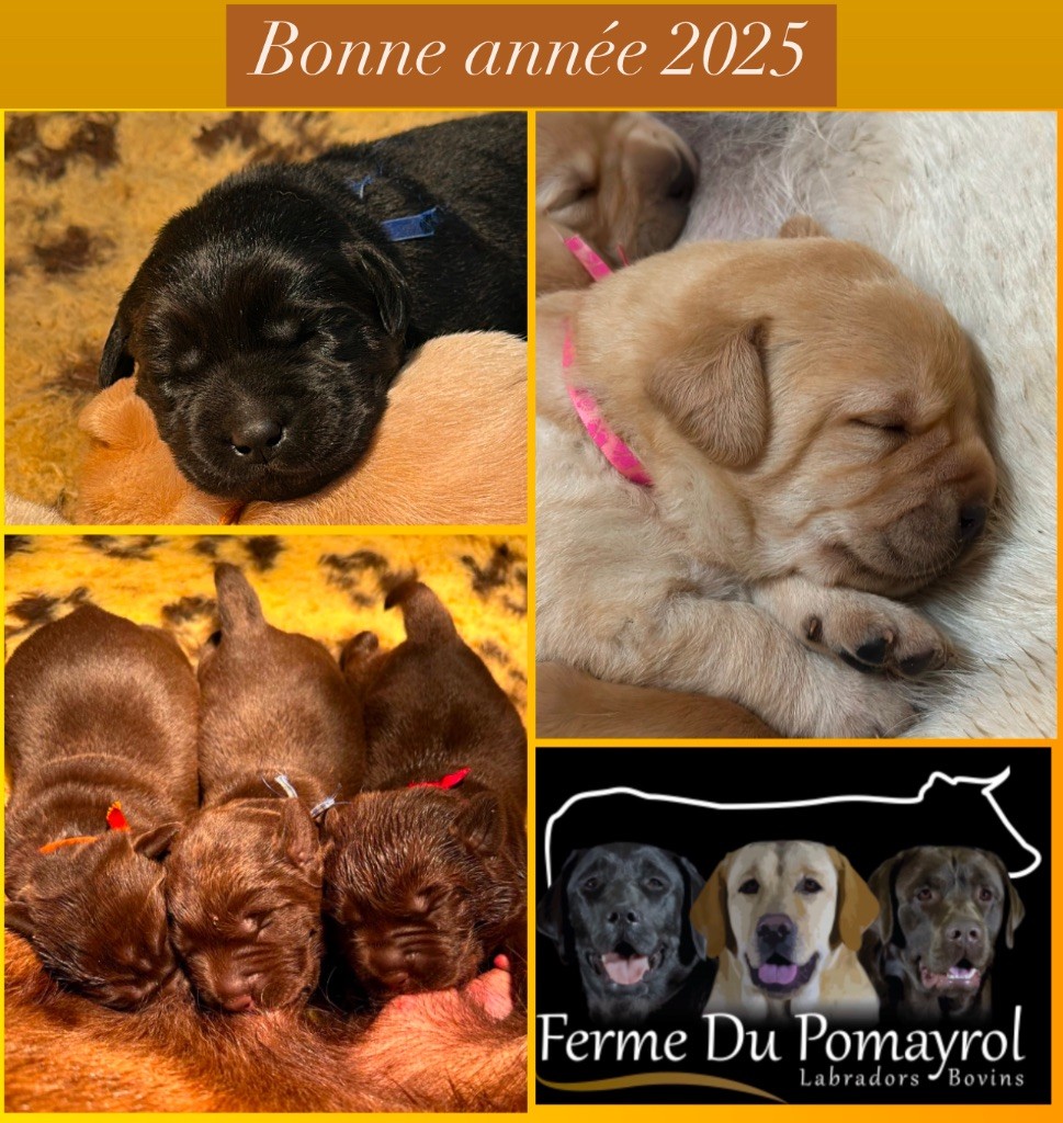 Du Pomayrol - Chiot disponible  - Labrador Retriever