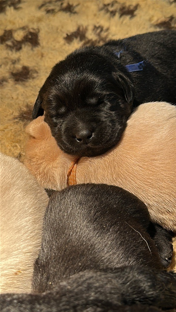 Du Pomayrol - Chiot disponible  - Labrador Retriever