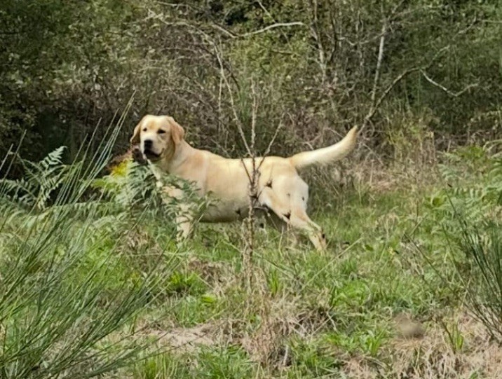 Vedette by romy Du Pomayrol