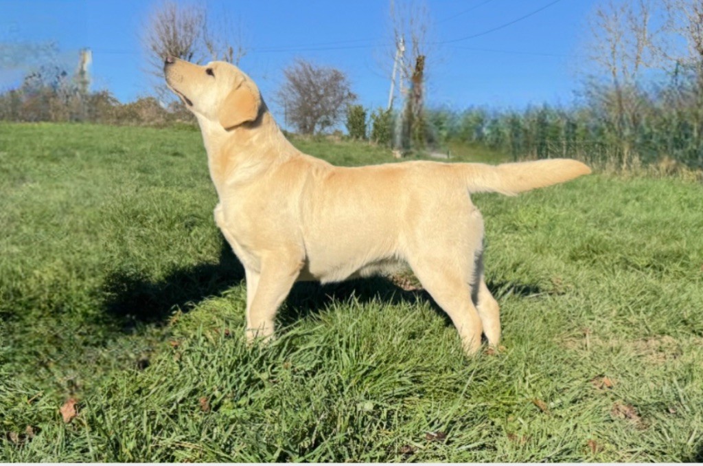 Vodka by romy Du Pomayrol