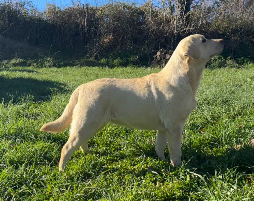 Aiolie by shippy Du Pomayrol