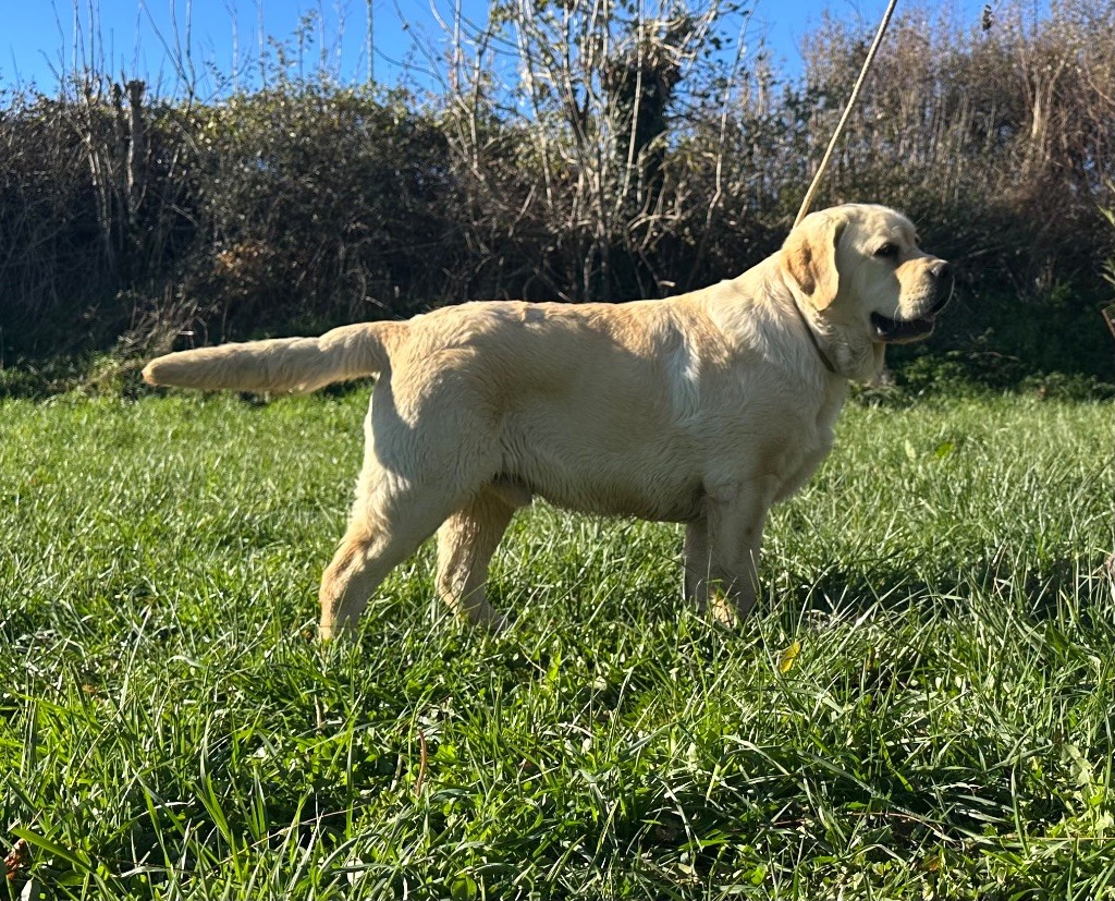 Gold digger bella mare