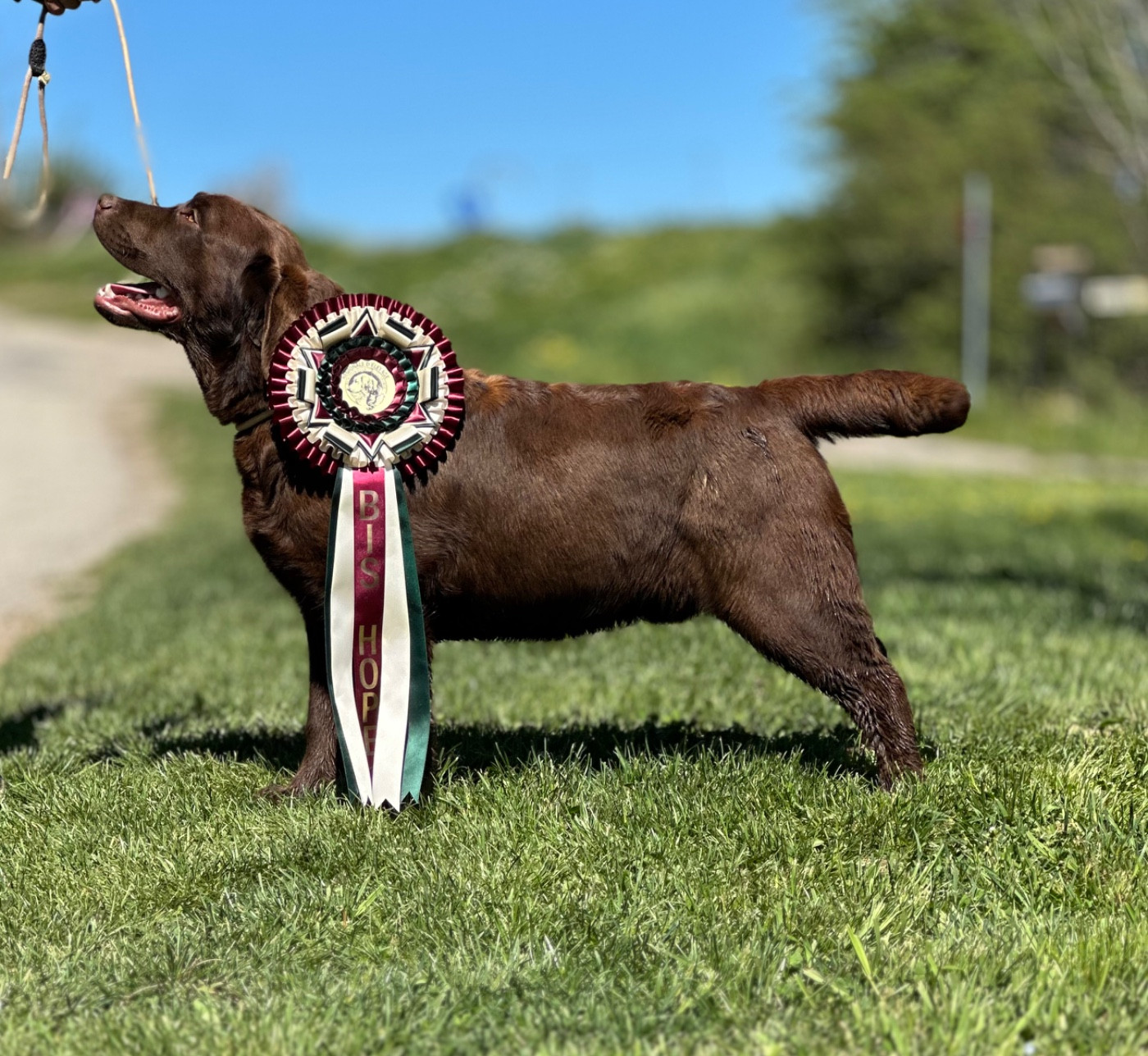 Koda pomayrol SOUTH LAMANIS