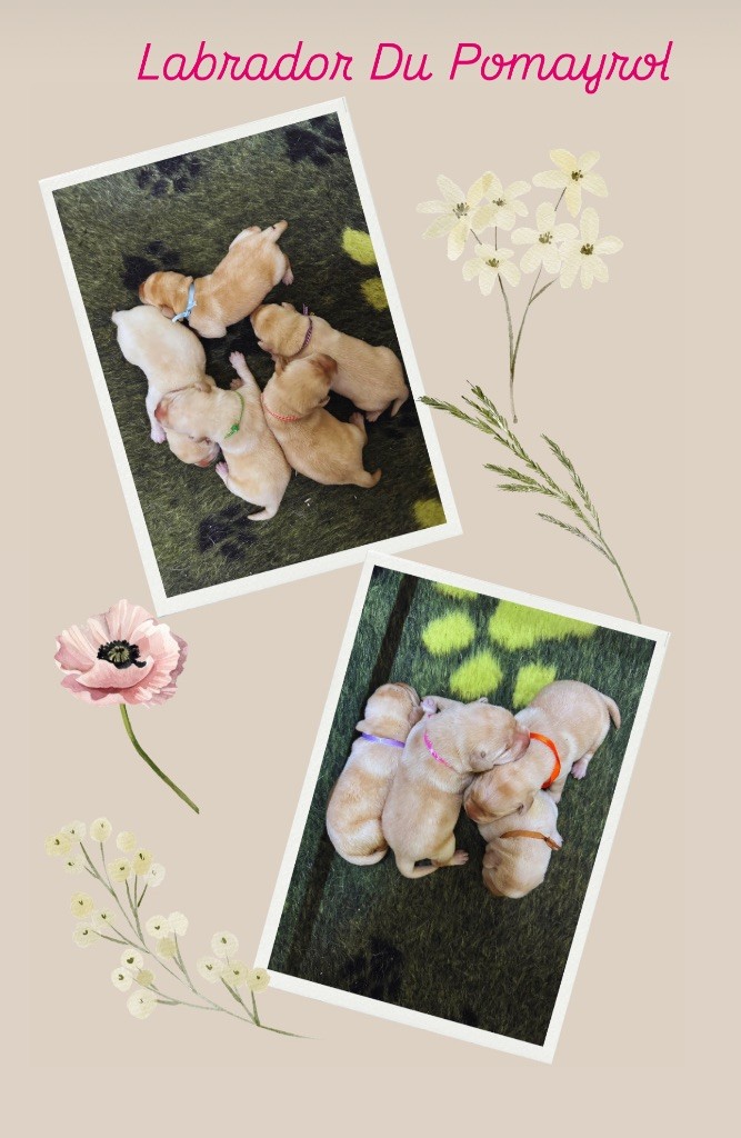 Du Pomayrol - Chiots disponibles - Labrador Retriever