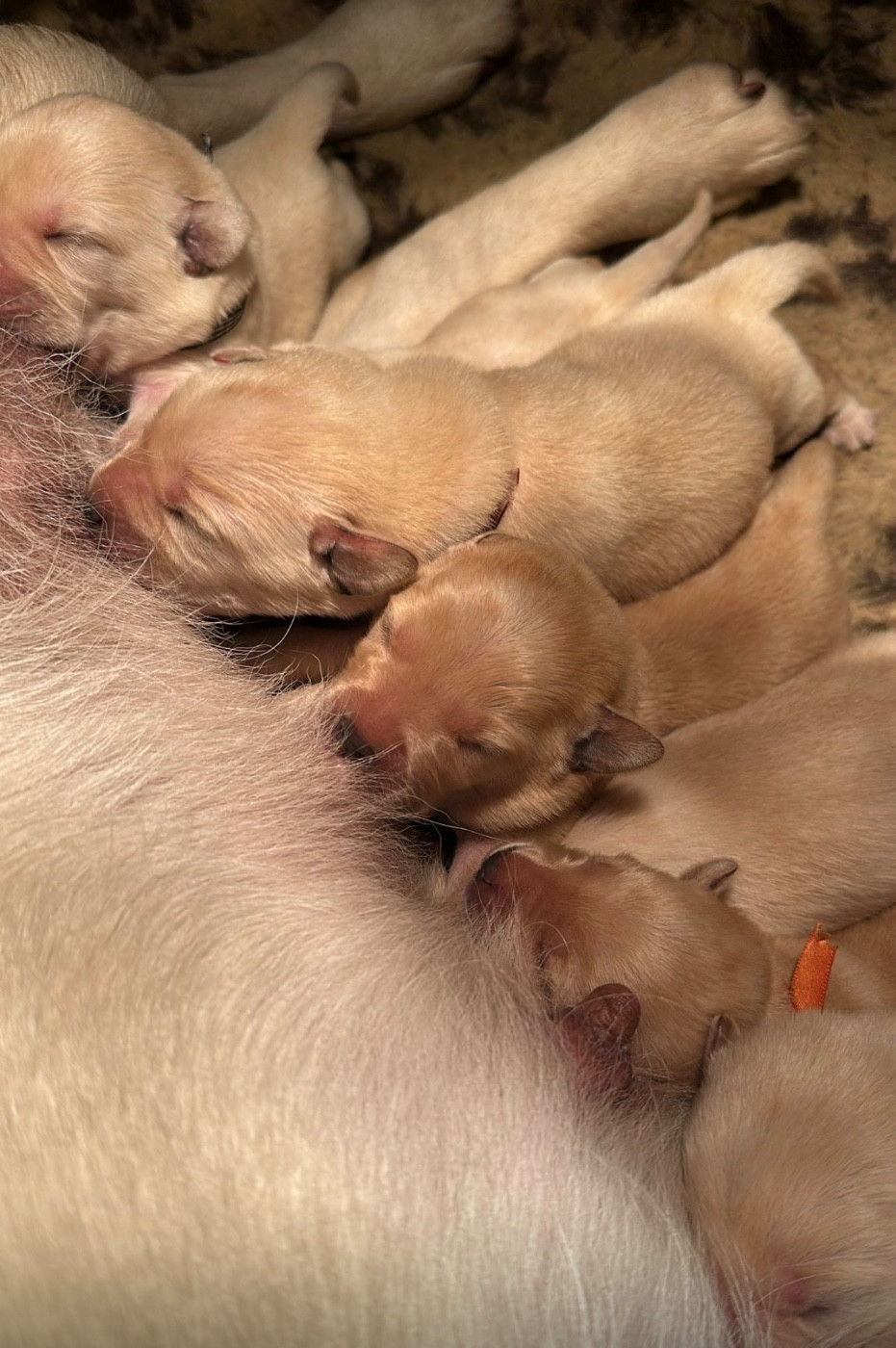 Du Pomayrol - Chiots disponibles - Labrador Retriever