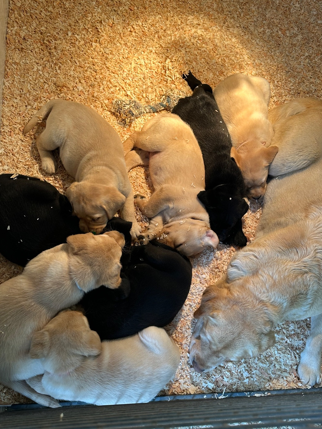 Du Pomayrol - Chiots disponibles - Labrador Retriever