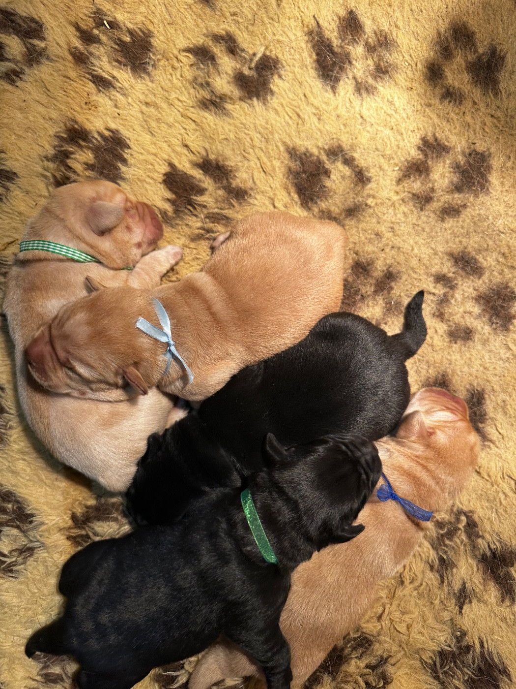 Du Pomayrol - Chiots disponibles - Labrador Retriever