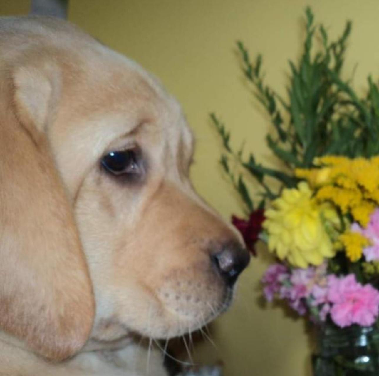 Du Pomayrol - Chiots disponibles - Labrador Retriever