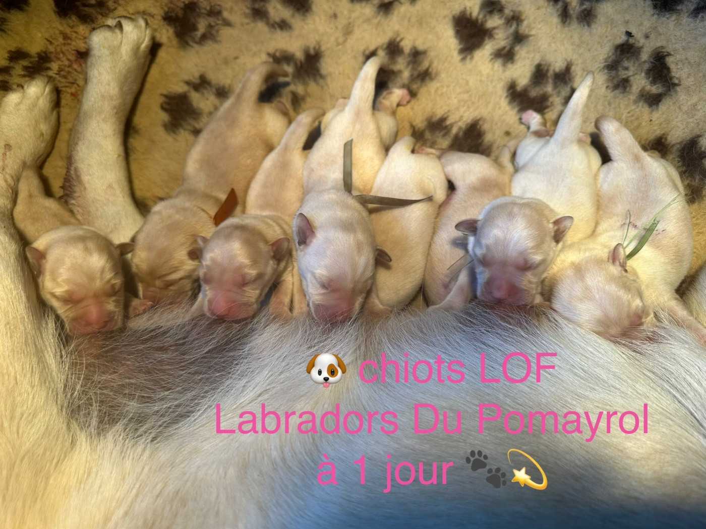 Du Pomayrol - Chiots disponibles - Labrador Retriever