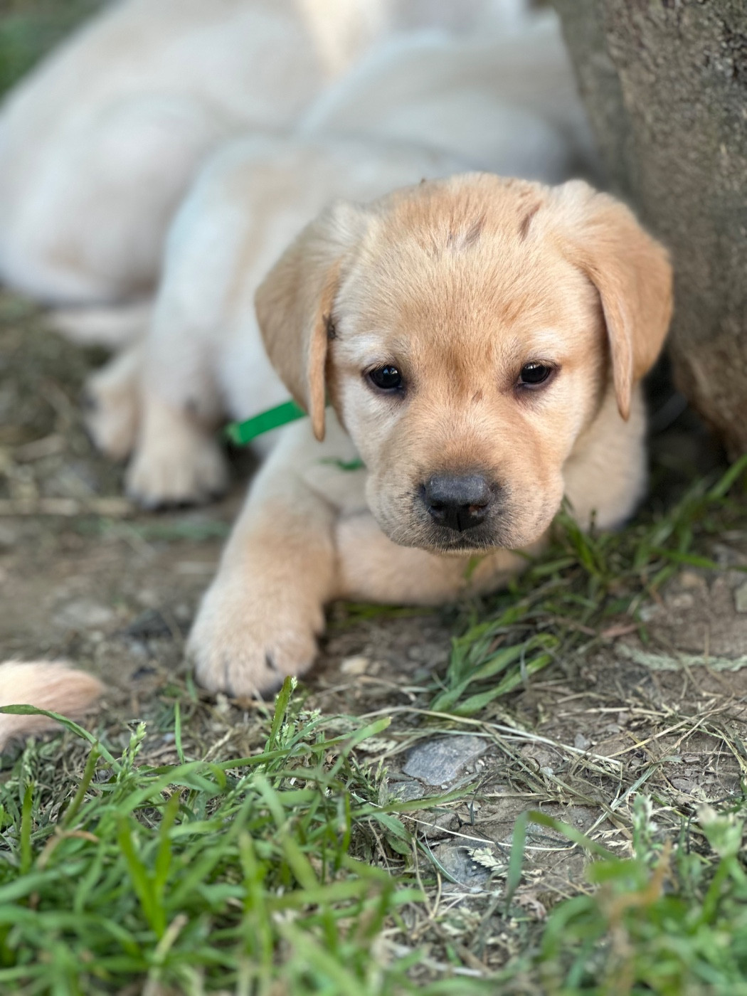 Du Pomayrol - Chiots disponibles - Labrador Retriever