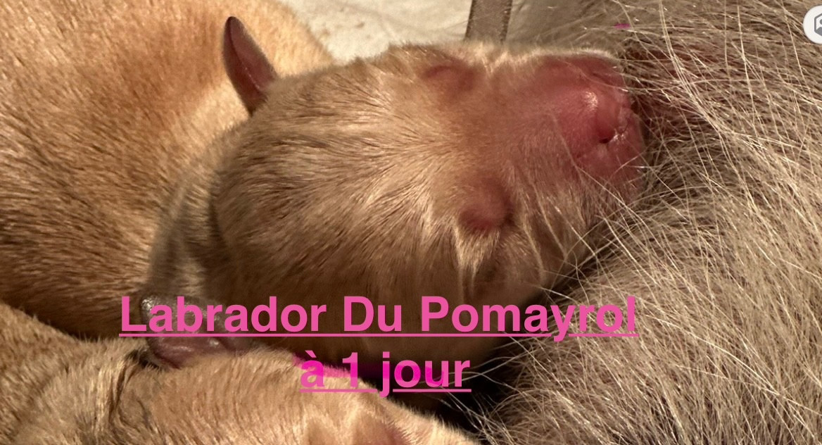 Du Pomayrol - Chiots disponibles - Labrador Retriever