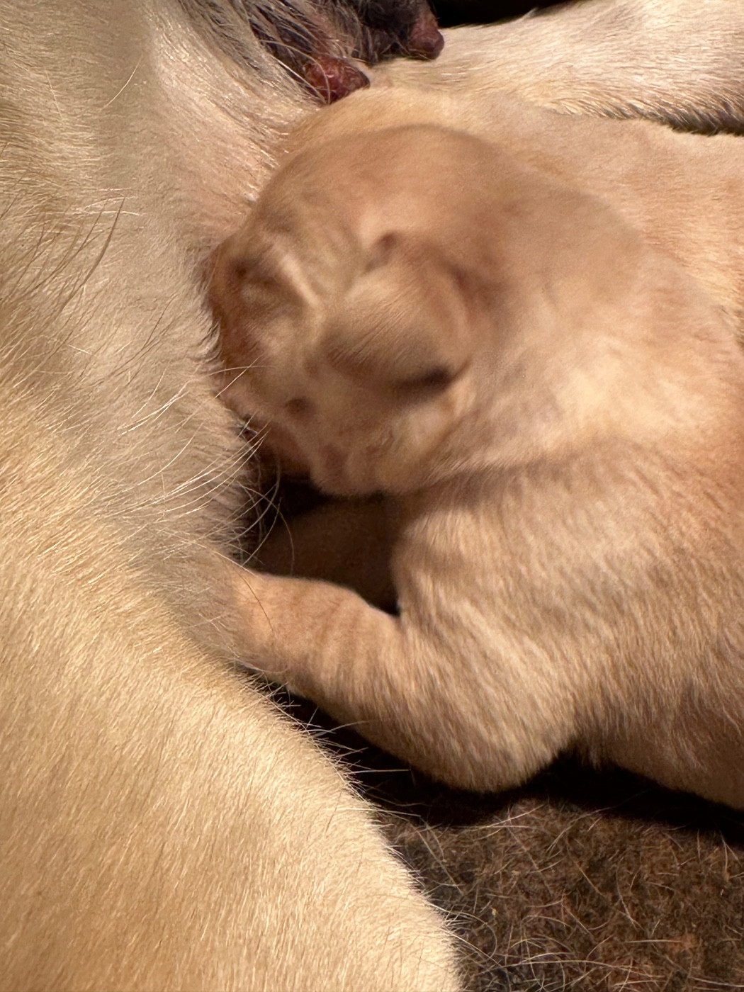 Du Pomayrol - Chiots disponibles - Labrador Retriever