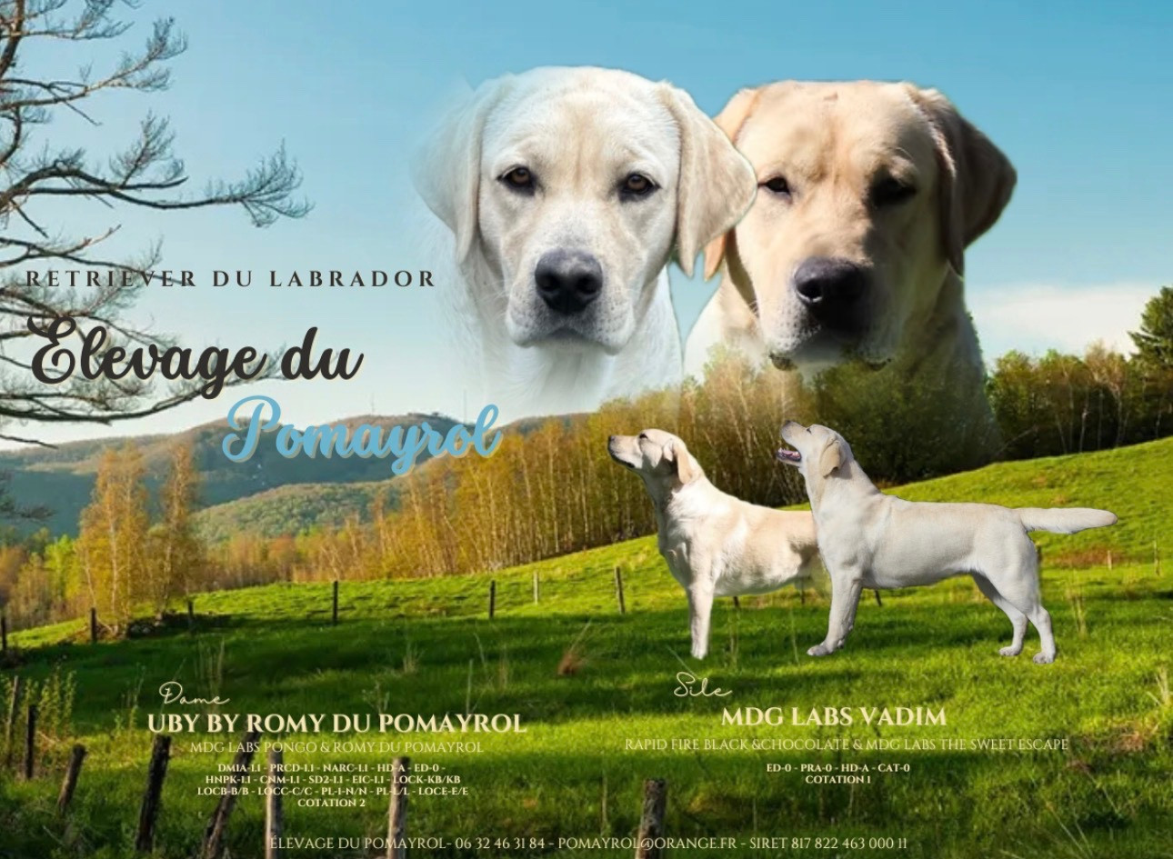 Du Pomayrol - Labrador Retriever - Portée née le 16/04/2026