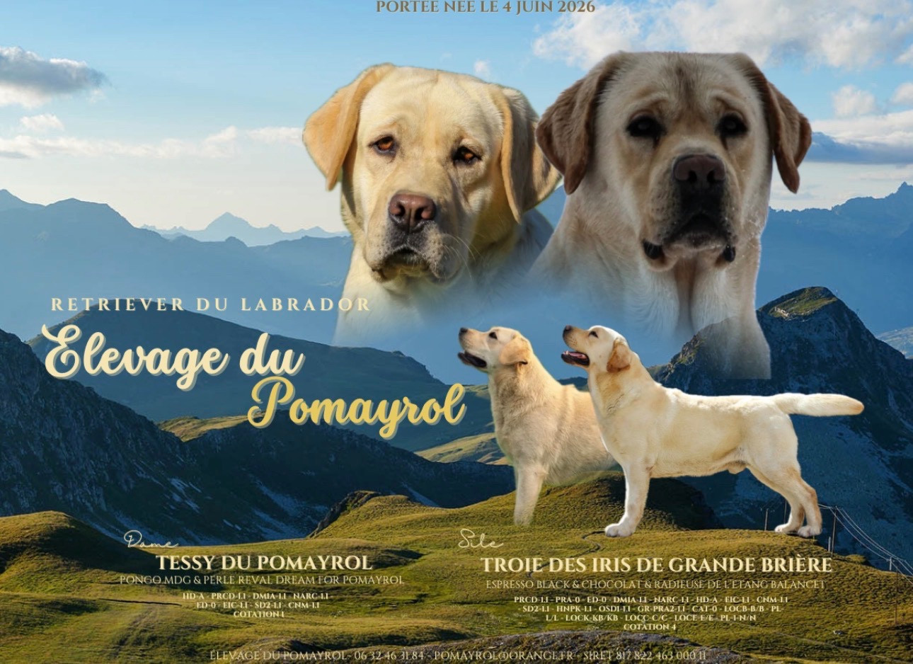 Du Pomayrol - Labrador Retriever - Portée née le 04/06/2026