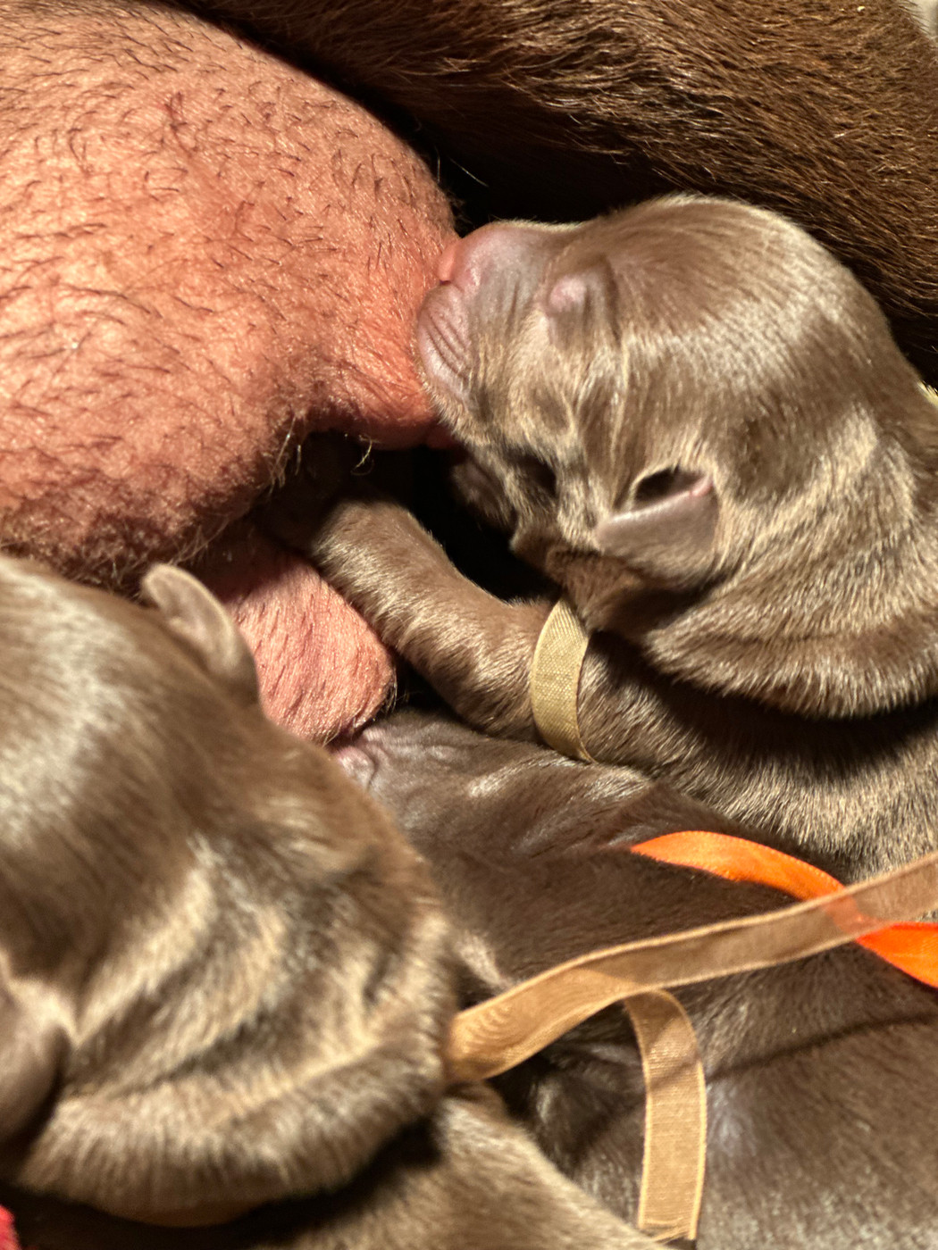 Du Pomayrol - Chiots disponibles - Labrador Retriever