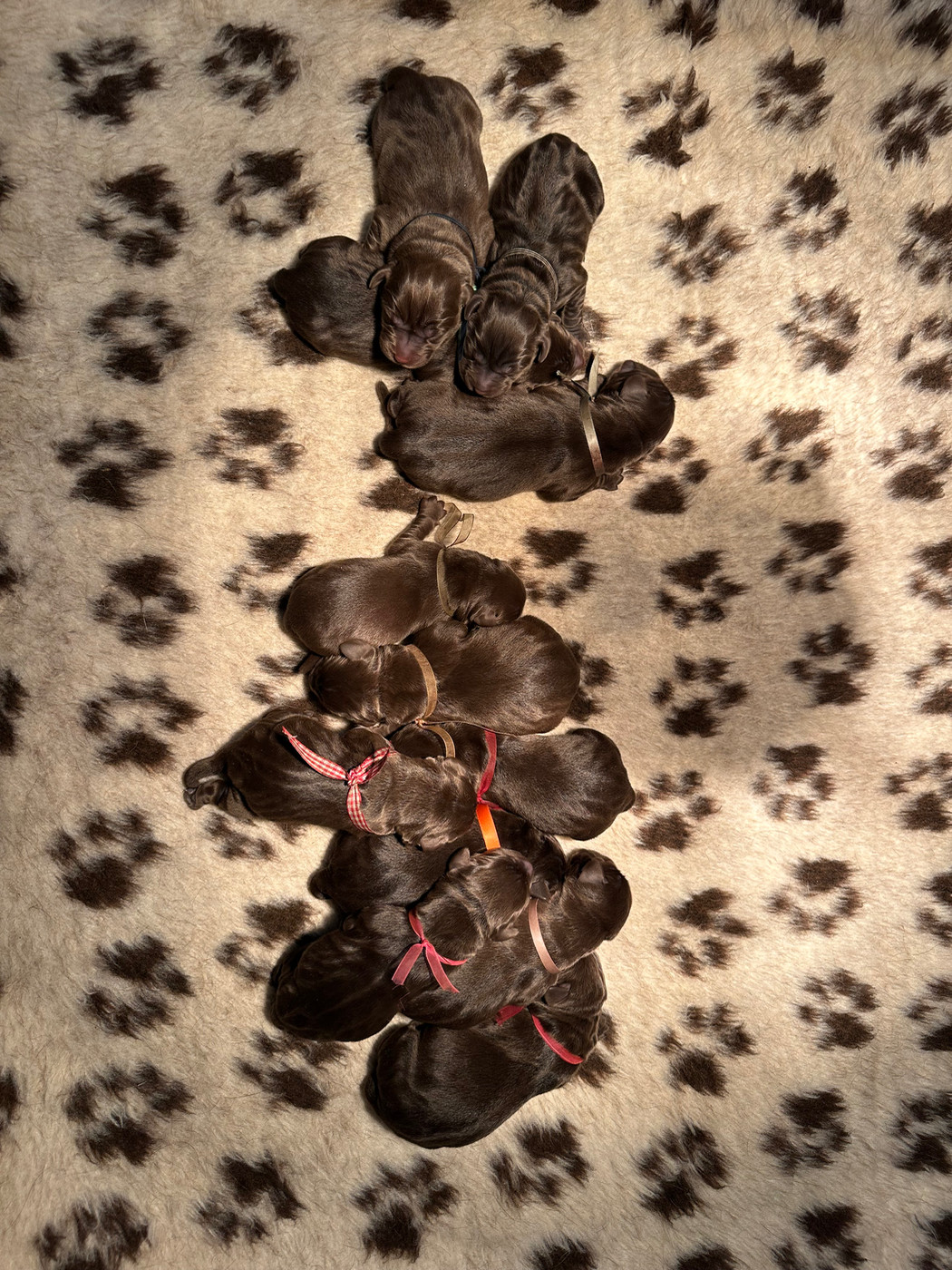 Chiot Labrador Retriever Du Pomayrol