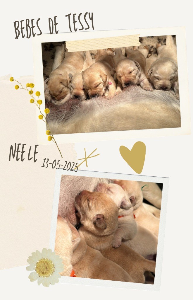 Du Pomayrol - Chiots disponibles - Labrador Retriever