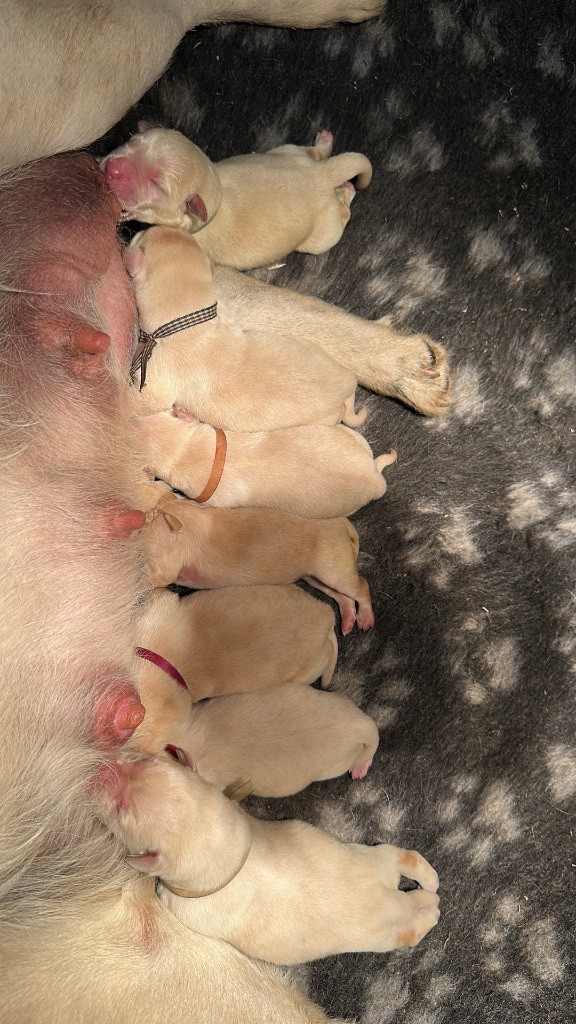 Chiot Labrador Retriever Du Pomayrol
