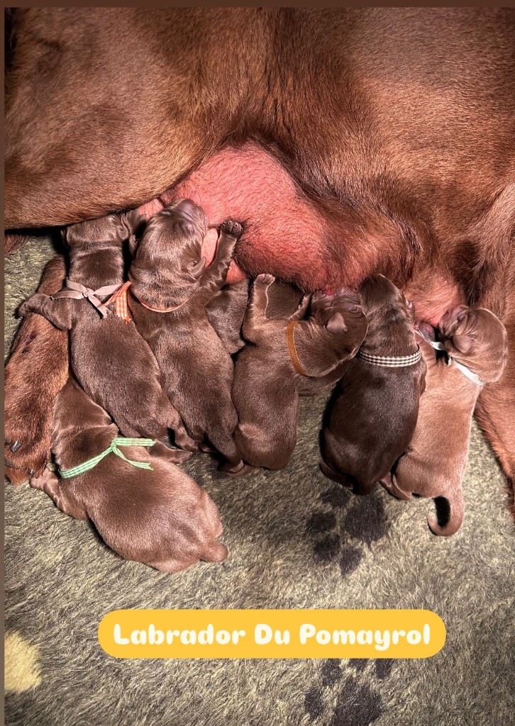 Du Pomayrol - Chiots disponibles - Labrador Retriever