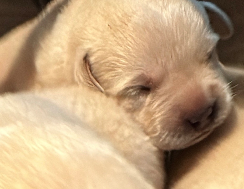 Du Pomayrol - Chiots disponibles - Labrador Retriever