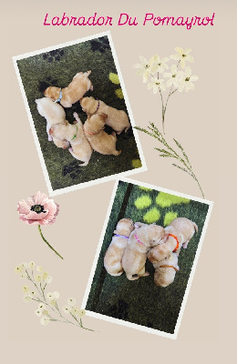 CHIOT 3