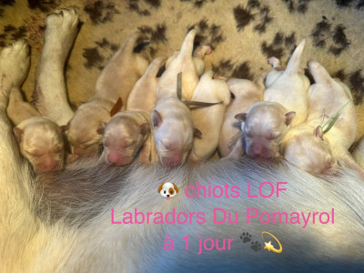Chiot N°4