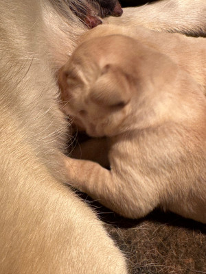 Chiot N°2