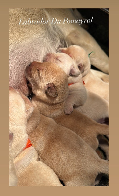 CHIOT 4