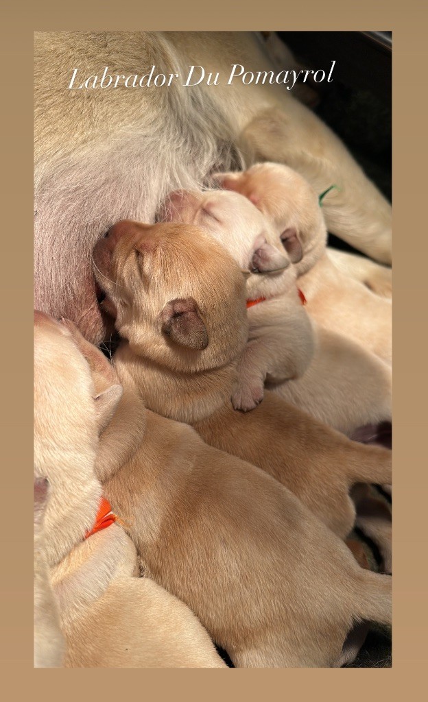 Du Pomayrol - Chiots disponibles - Labrador Retriever