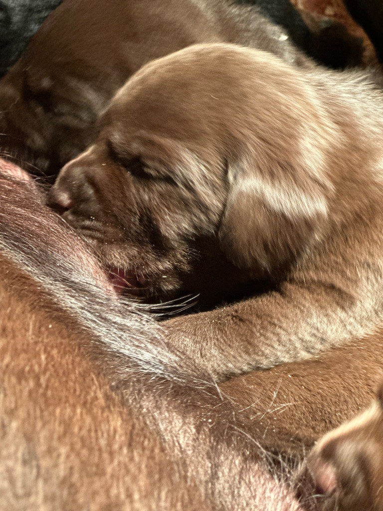 Chiot Labrador Retriever Du Pomayrol