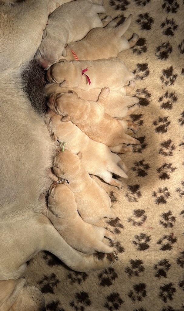 Du Pomayrol - Chiots disponibles - Labrador Retriever